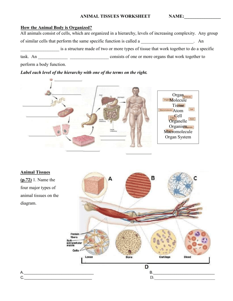 Animal Tissue Worksheet Throughout Types Of Tissues Worksheet