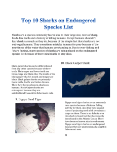 Top 10 Sharks on Endangered Species List