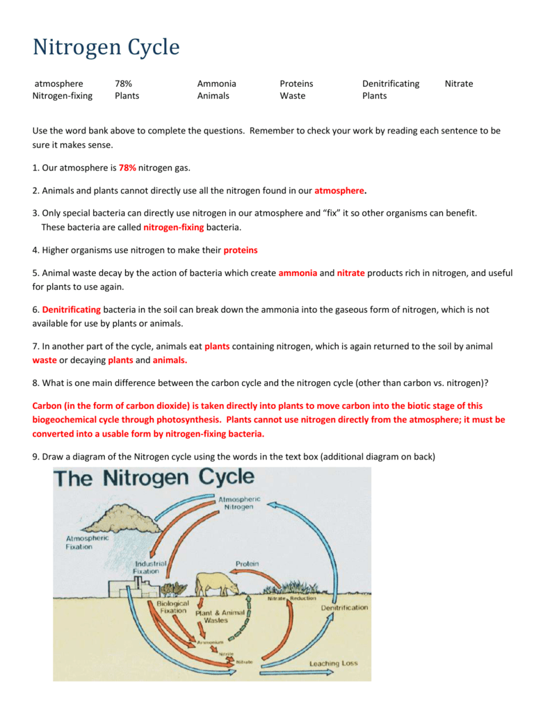 5. Our atmosphere is 5% nitrogen gas.  Pertaining To Nitrogen Cycle Worksheet Answers