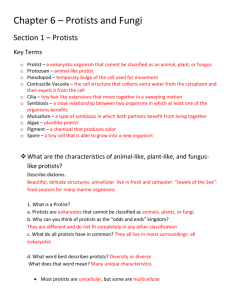 Chapter 6 – Protists and Fungi Section 1 – Protists Key Terms Protist