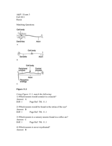 A&P 1 Exam 3 Fall 2011 Russo Matching Questions Figure 11.1