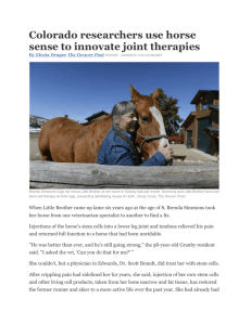 Colorado researchers use horse sense to innovate joint therapies