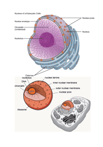Nucleus of a Eukaryotic Cells - British School Quito Blogs Sites