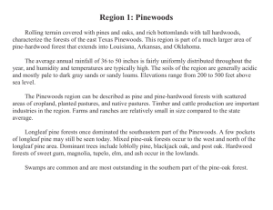 Region 1: Pinewoods