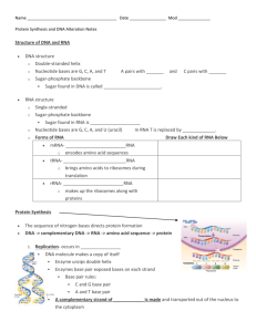 RNA Protein Synthesis and Gene Alteration Notes