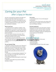 Caring for your Pet after a Spay or Neuter