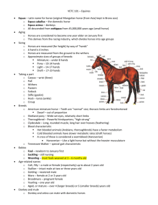 VETC 101 – Equines Equus – Latin name for horse (original