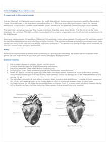 Heart Dissection Prac - SandyBiology1-2