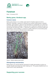 Factsheet Barleygrass - Department of Agriculture and Food