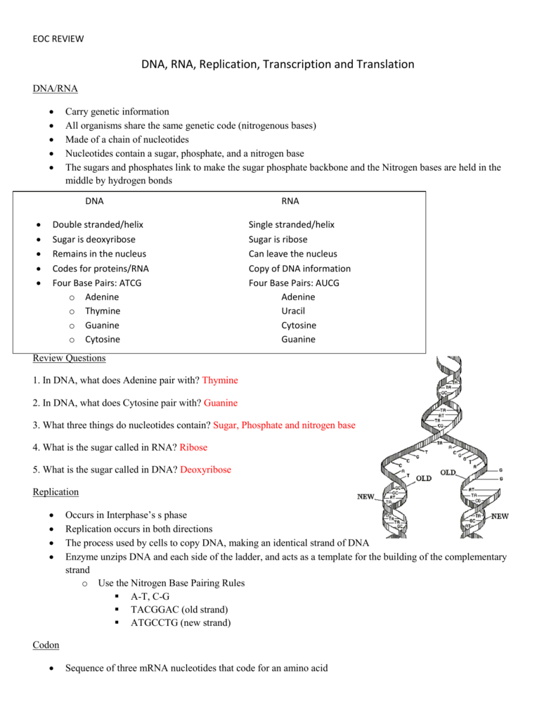 37 Dna And Rna Transcription And Translation Worksheet Answers