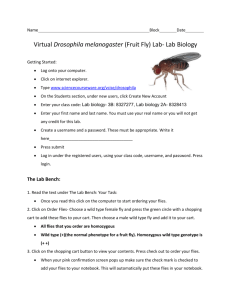 Virtual Drosophila melanogaster (Fruit Fly) Lab