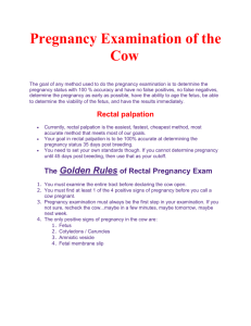 0283Pregnancy Examination of the Cow trans-en