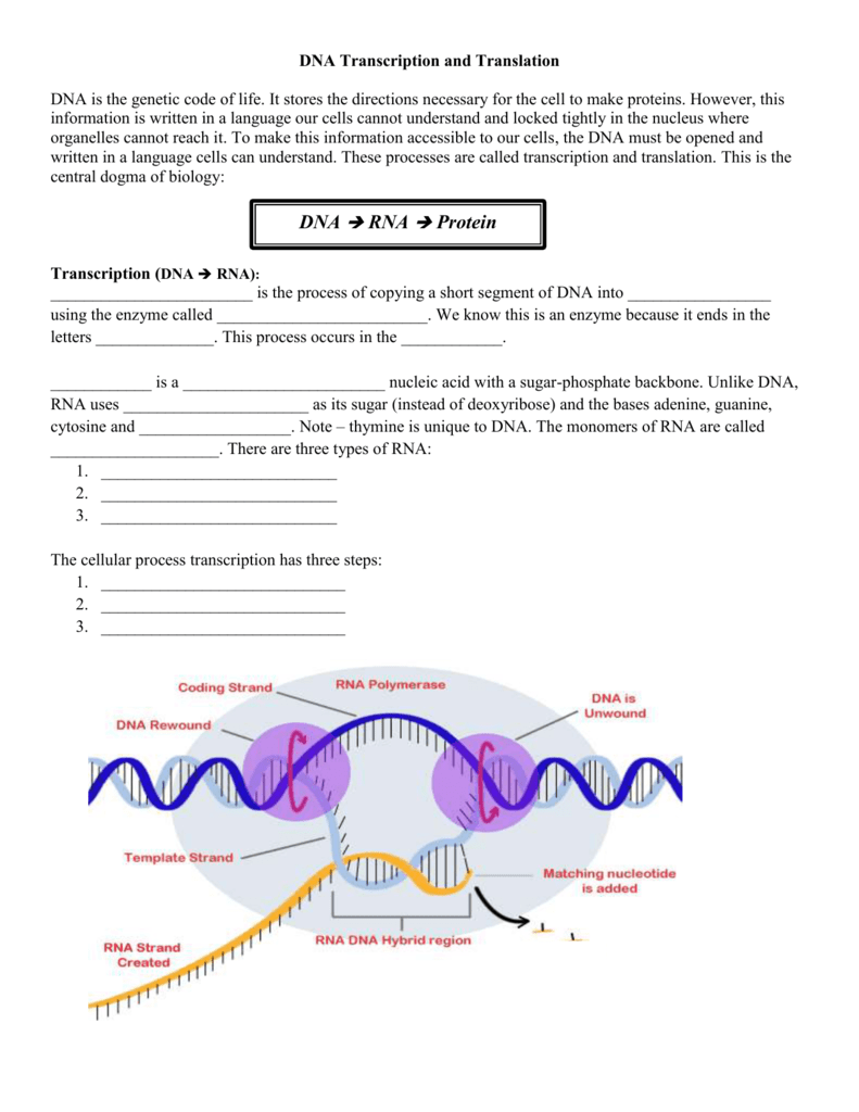 transcriptions and translation of dna