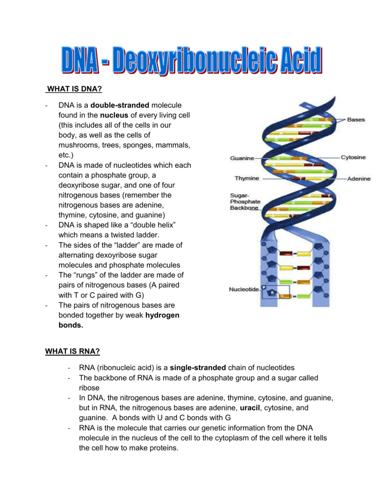 Bio 30 DNA Notes