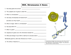 DNA Chromosomes and Genes Notes for powerpoint visual