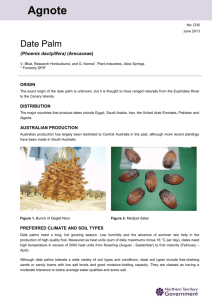 Date Palm DOCX - Northern Territory Government