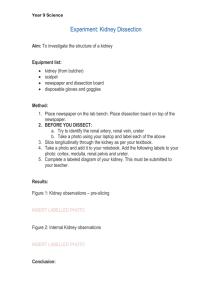 Kidney Dissection Exp and Rubric