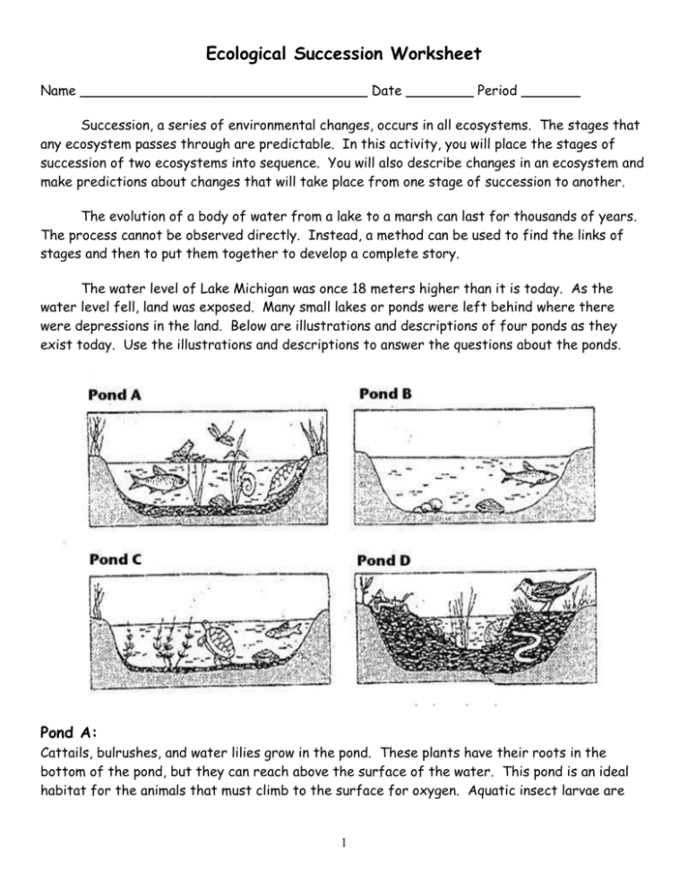 Ecological Succession Worksheet Pond KEY