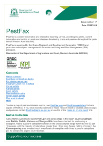 Cereal aphids - Department of Agriculture and Food