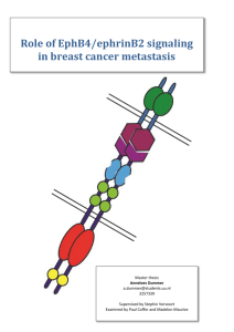 EphB4/ephrinB2 in breast cancer metastasis