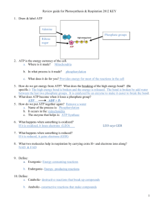 Review guide for Photosynthesis