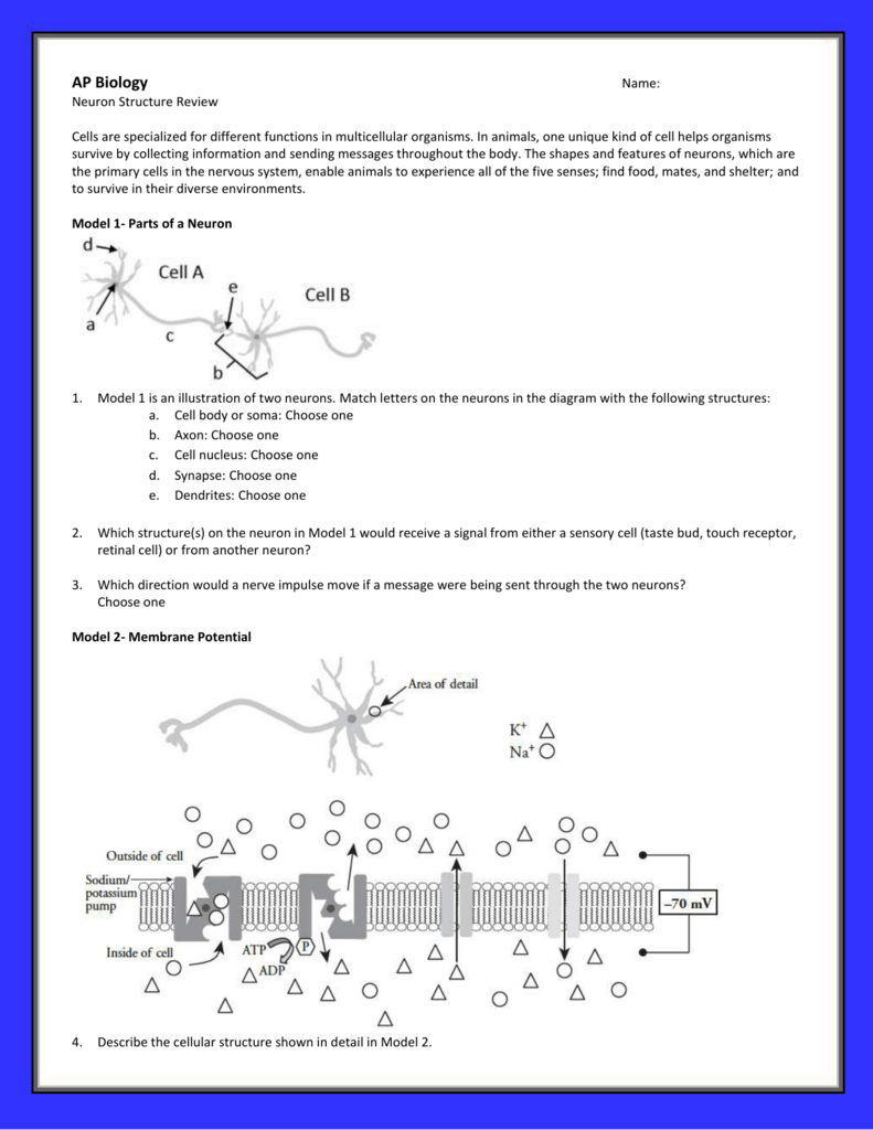 Ap Biology Name Neuron Structure Review Cells Are Specialized