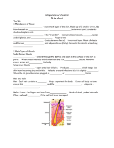 Integumentary System Note sheet The Skin 3 Main Layers of Tissue
