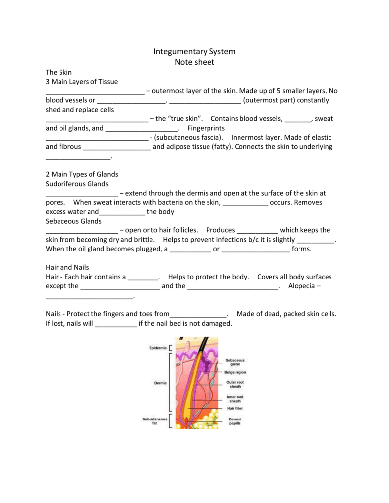 Integumentary System Note sheet The Skin 22 Main Layers of Tissue Within Integumentary System Worksheet Answers