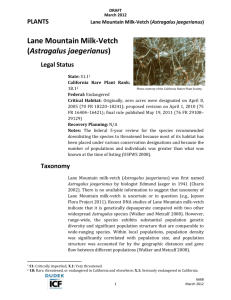 Lane_Mountain_Milk-vetch