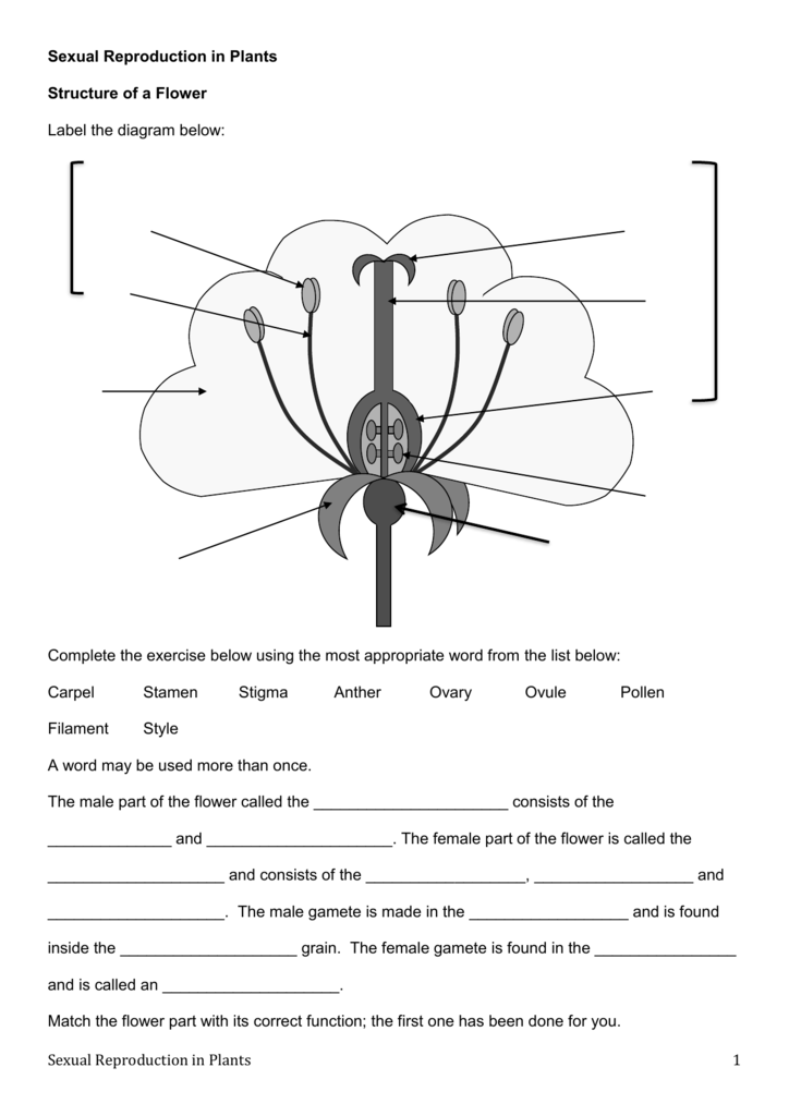 Worksheets Ual Reproduction In Plants