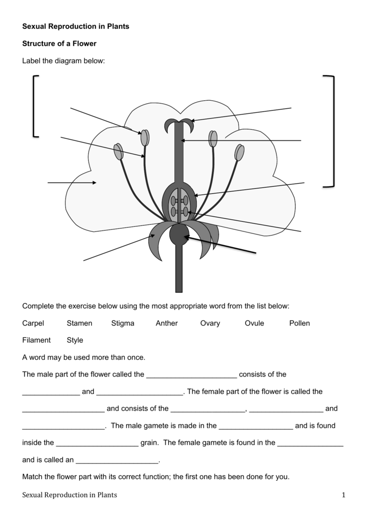 Worksheets Sexual Reproduction In Plants