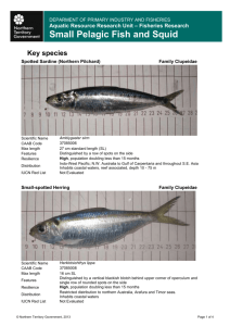 Small Pelagic Fish and Squid Fact Sheet
