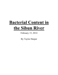 Bacterial Content in the Sibun River