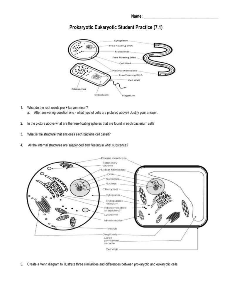 Prokaryotic Eukaryotic Student Practice With Regard To Prokaryotes Vs Eukaryotes Worksheet