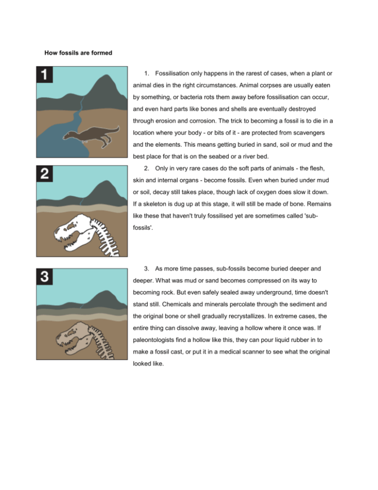 How Fossils are Formed Reading