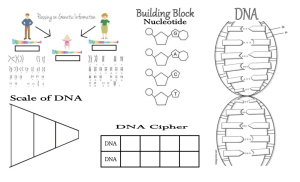 Anchor Document #1 Structure of DNA, Chromosomes
