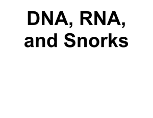 DNA, RNA, and Snorks