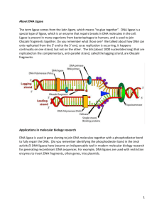 About DNA Ligase The term ligase comes from the latin ligare