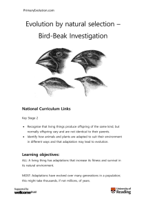 Bird beak investigation