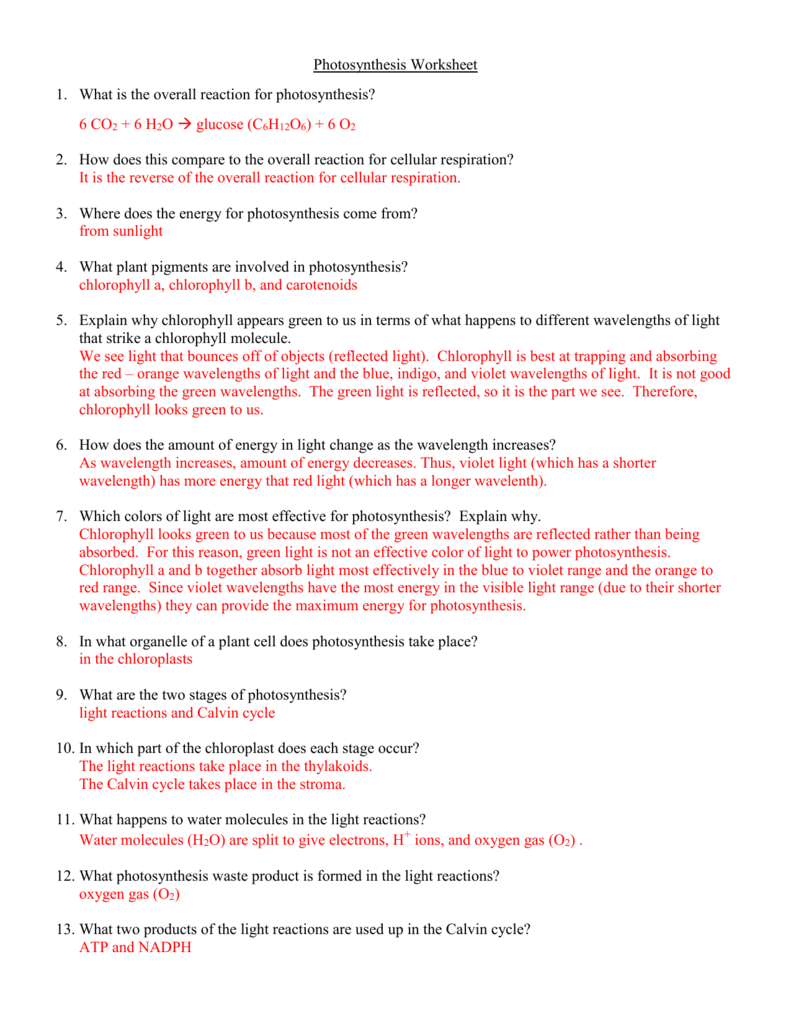 Photosynthesis Worksheet Answer Key Biology