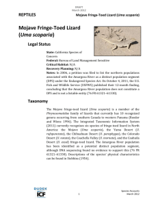 Mojave_Fringe-toed_Lizard