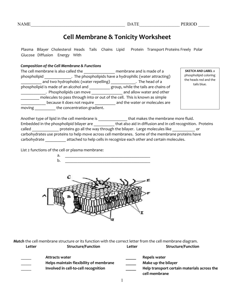 cell membrane and tonicity worksheet answers With Regard To Cell Membrane Images Worksheet Answers