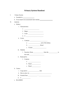 Lecture 8 Handout: Urinary System