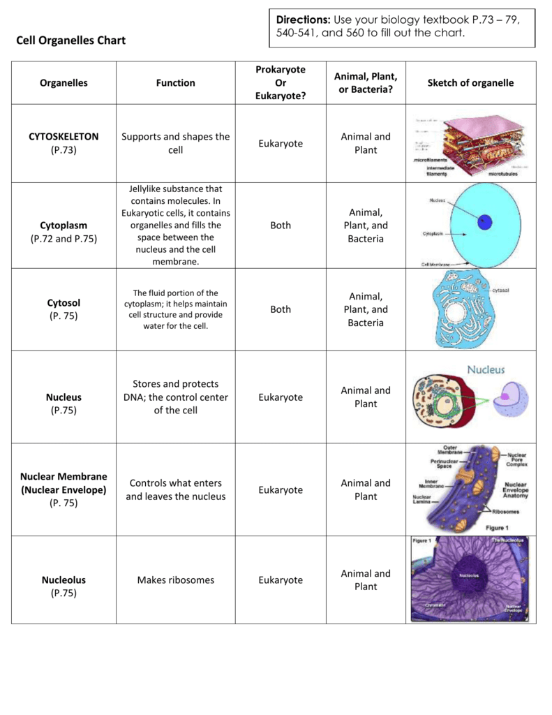 Animal Cell Parts And Functions Chart