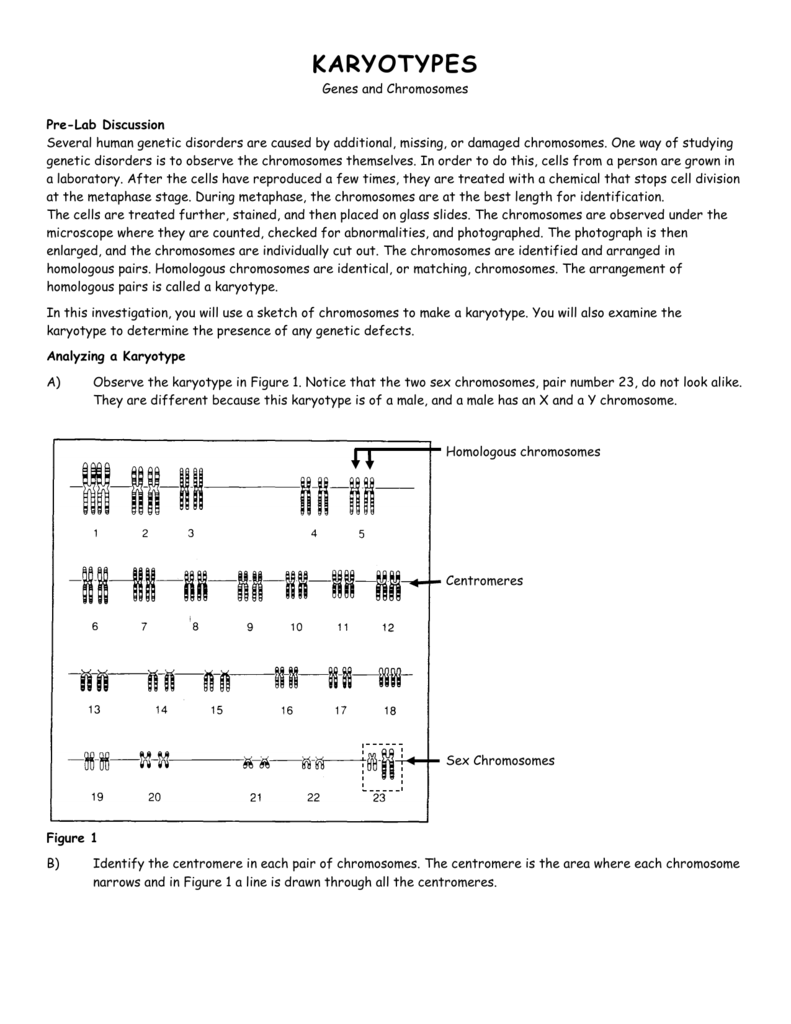 Answer Key Biology Karyotype Worksheet Answers