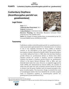 Cushenbury oxytheca