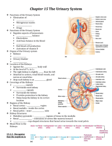 Chapter 15 The Urinary System