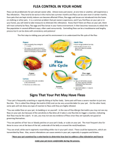 Flea Control in Your Home