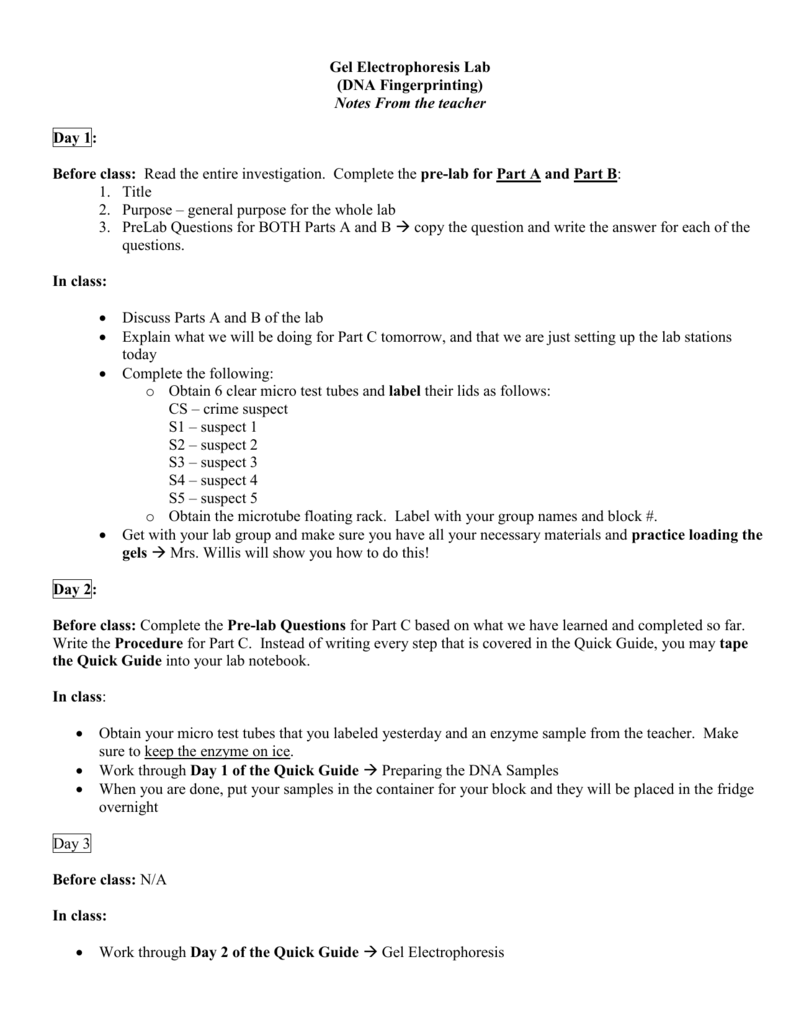 Gel Electrophoresis Worksheet Answers