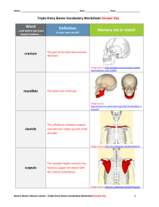 Triple-Entry Bones Vocabulary Worksheet Answer Key